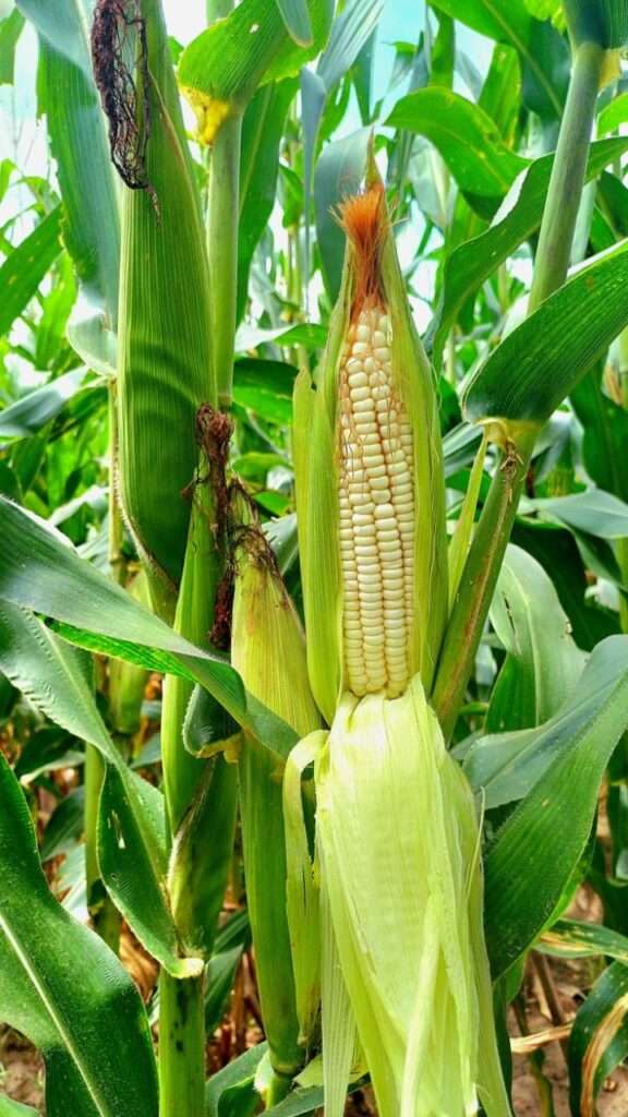 WhatsApp Image 2025 08 29 at 5.19.09 PM